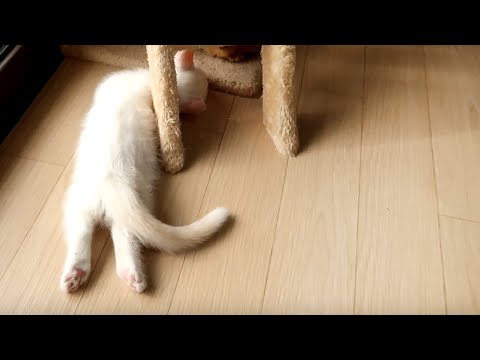 貓咪們都睡著啦 Cat And Kitten Asleep