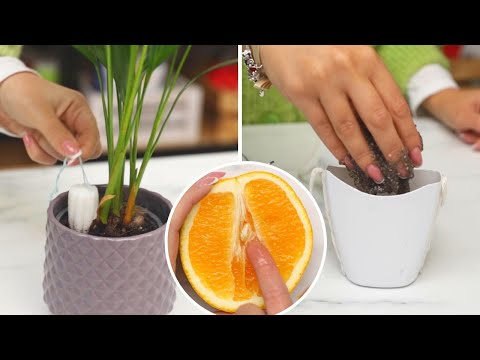 Simple hacks to help you grow potted plants