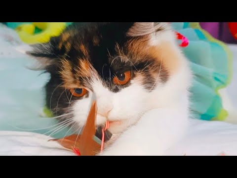 Expert Cat Trainer Shares Top Training Techniques!