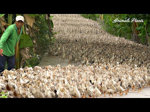 Duck | A flock of more than 7,000 ducks are vaccinated when they are 50 days old.Animals Plants