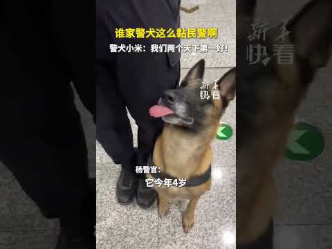 外表酷酷的警犬，背地里竟然是个粘人的宝宝