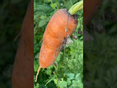 Picking Carrots in Bangladesh’s Garden