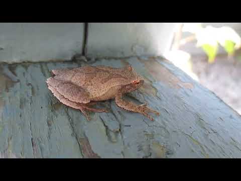 Peeper and Moth in Elliot Lake