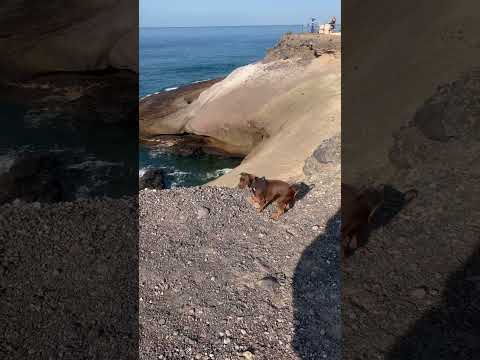 🏝️Happy dog check the cliffs in Tenerife 🏝️