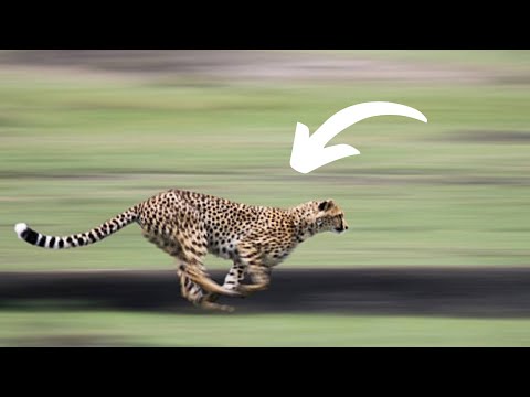 動物界最速！チーターの驚異的なスピードとその秘密とは？