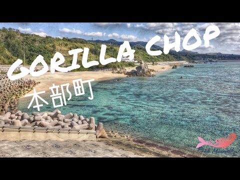 「沖繩潛水」本部町《GORILLA CHOP》休閒潛水FUN DIVE、冬季潛水也很方便