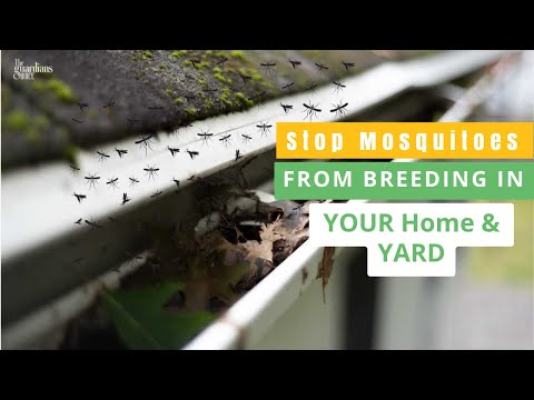 No More Bites: How to Prevent Mosquitoes from Breeding Easily!