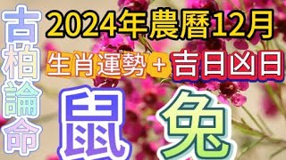 【古柏論命每月運勢+吉日凶日】2024年農曆12月(陽曆2025年12/31 ~ 1/28)生肖運勢分享 -  鼠、兔