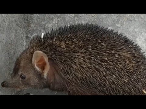 तो आज मैने पकड़ लिया एक शेला 🦔🦔 🫣😱