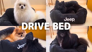 【Jeep】ジープドライブベッドを試したら4匹の反応が可愛すぎた【ポメラニアン多頭飼い】