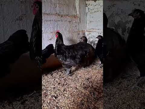 Black & Blue Australorp Heritage Pullets and Cockerell|#fjfarms #australorp #backyardchicken #shorts