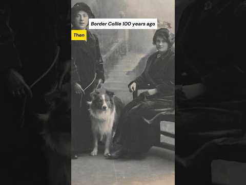 Dog Breeds 100 Years Ago vs. Now #bordercollie #corgi #dogs