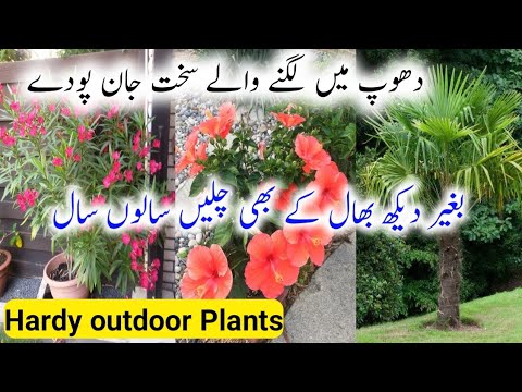 دھوپ میں لگنے والے سخت جان پودے /Super Hardy Outdoor Plants/Best outdoor House Plants