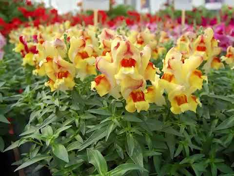 Get to Know Snapdragon - Sun-Loving Plants