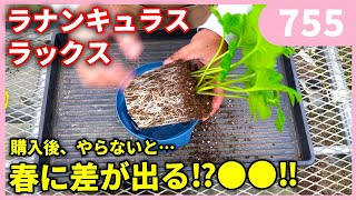 【重要】ラナンキュラス ラックスの苗を買った後の管理のポイントについて ｂｙ園芸チャンネル 755 園芸 ガーデニング 初心者