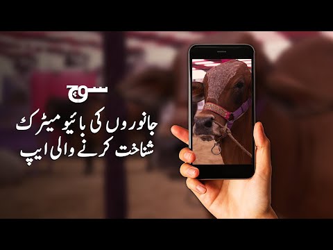 Karachi engineers develop an app to identify lost and stolen animals