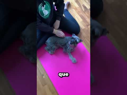 ¡Los perros sí tienen sentimientos!