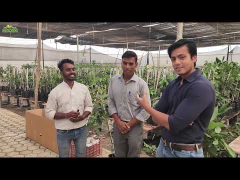 Avocado Farming in Dehradun | +91-6268643227 | Indo Israel Avocado Vlog 158