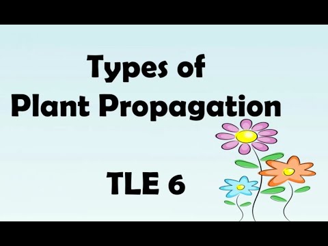 #plant propagation #TLE 6