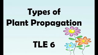 #plant propagation #TLE 6