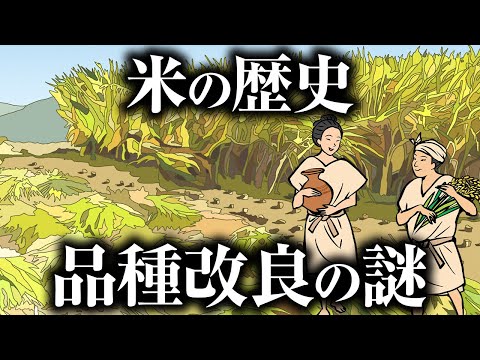 【米の歴史】紀元前から続く品種改良の謎を紐解く…未来はどうなる？【プレナス米文化継承活動】