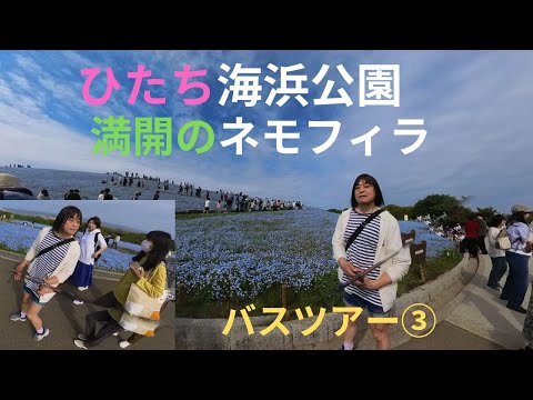 ひたち海浜公園ネモフィラ満開バスツアー③