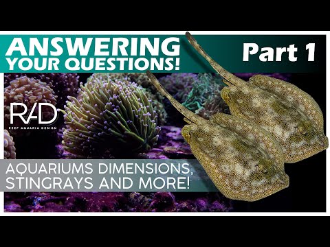 REEF AQUARIUMS DIMENSIONS, THE STINGRAYS WE USE AND MORE. ALL BY REEF AQUARIA DESIGN. PART 1.