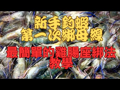 新手釣蝦雞腸座母線綁法教學