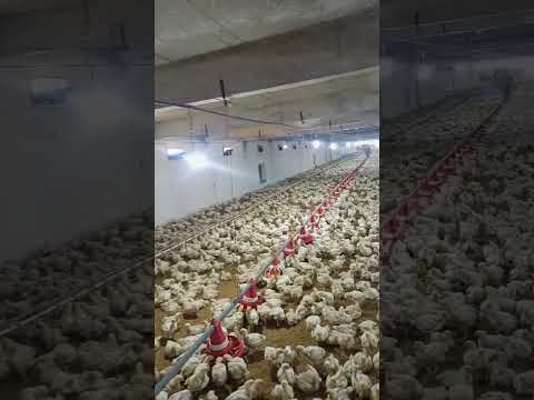 broiler chicks #broiler_poultry_farm #murgi_palan #murgifarm #poultryfarm #broilerchickens