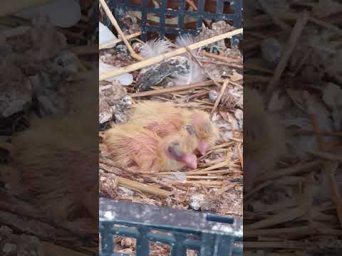 nu mă satur să-i privesc 😍 #birds #pigeon #pigeonsbaby