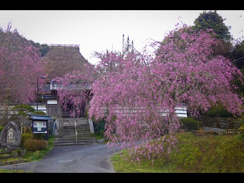 西念寺の枝垂れ桜はちょっと早かった