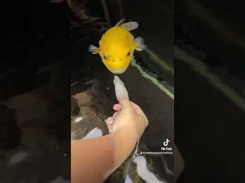 Hand feeding A Golden Puffer #waikikiaquarium #aquarium #pufferfish