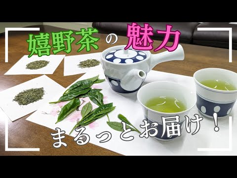 【500年超の歴史】嬉野茶の歴史をまるっとお届け！