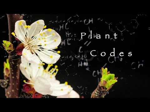 PLANT CODES Trailer