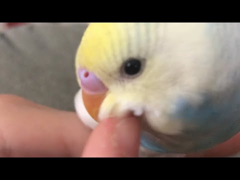 撫でるのをやめると見つめてくるインコ