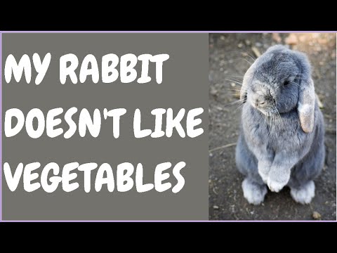 My Rabbit Doesnt Like Vegetables