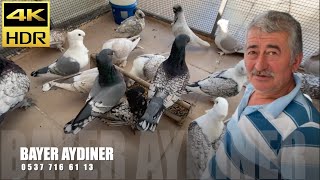 Hünkari Güvercin Sohbeti Bayer Aydıner