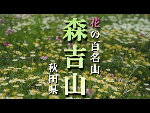 【花の百名山】6月 森吉山/秋田県  たくさんの花が迎えてくれました！