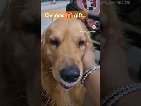 #dog #goldenretriever #funnyvideo #christmasgifts #reels #lovely #cute