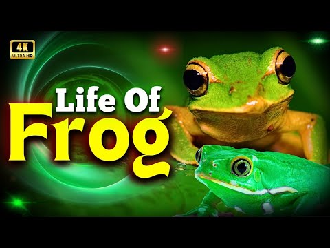 Frog's Life Documentary | Amazing Life Cycle of Amphibians to Our Ecosystem | Creative Nature