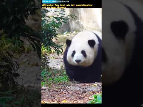 谭爷爷带着大胖孙女出来喂果果 Grandpa Tan took his fat granddaughter out to feed Guoguo #panda #cute #giantpanda