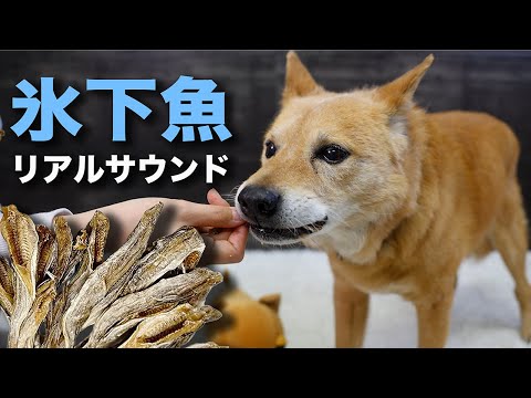 【氷下魚リアルサウンド】夢之丞のモッパン！おやつを丸ごとパクパク食べるおいしい音♫ Eating Sound ASMR