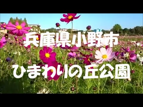 お出かけしませんか？兵庫県小野市🌻✨ ひまわりの丘公園🌼✨＃コスモス＃秋桜