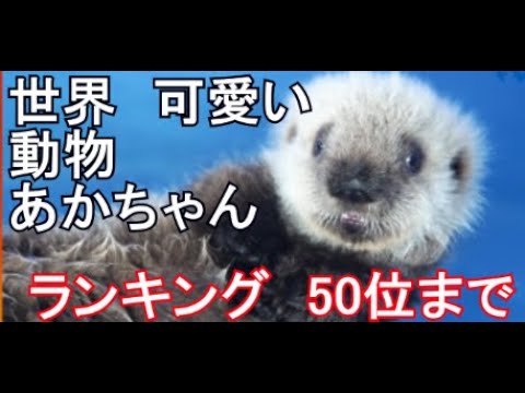 Animal Popularity Ranking As a cute pet baby, the world's zoo ranks 50th