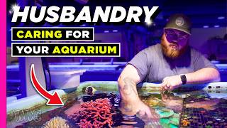 Mastering Reef Tank Husbandry | Essential Tips for a Thriving Aquarium