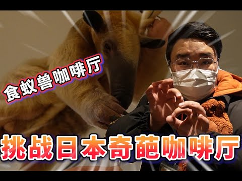 貓咖狗咖貓頭鷹咖 帶你去體驗一下奇葩的動物咖啡廳