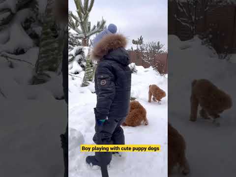 Dogs are playing with boy in snow / dog short videos #shorts #dog #boy #puppy #snow