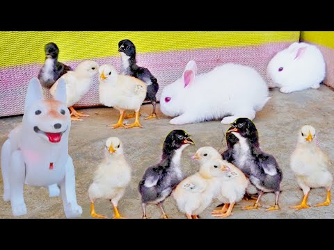 Primp MURGI Baby Chicks | Puppy Bow Bow toy | Tiny RABBIT Videos | Gallina Videos | FishCutting