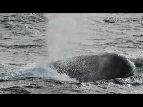 伊莉莎白灣 Arctic - Isabella Bay ponant( 夕陽、弓頭鯨、北極熊）