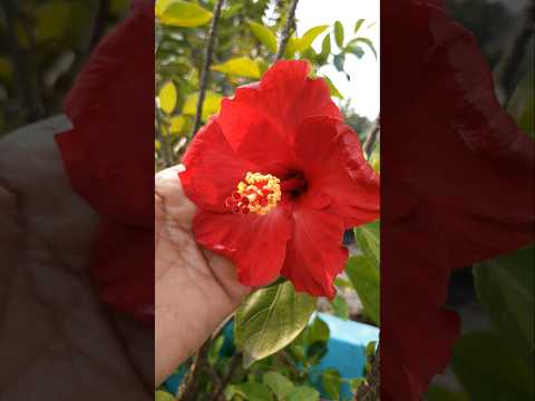 Sajde Song  #karigardidi #shorts  #minivlog #viralshort #subscribers #hibiscus  #flowers